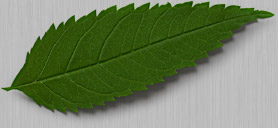 Leaf showing green color