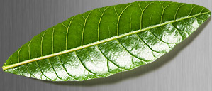 Leaf showing specular reflection and diffuse reflection