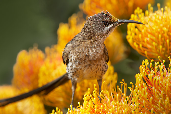 Fauna